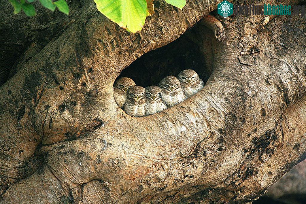 Loài chim "kề vai sát cánh" với nhau vượt qua khó khăn như thế nào? ảnh 3