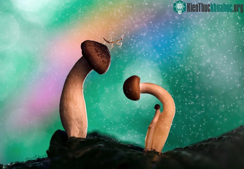 Gia đình nấm: Nấm bố, nấm mẹ và nấm con. Thêm một người bạn kiến đáng yêu nữa!