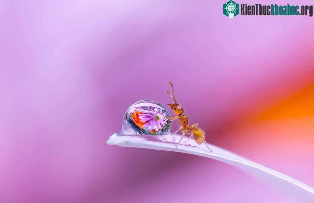 "Đứng hình" với bộ ảnh đẹp long lanh: Giọt sương và con kiến ảnh 3