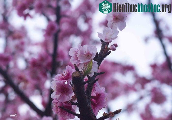 Từ một khu đảo hoang vốn là bãi chăn thả gia súc, nơi đây đã hình thành một khu rừng hoa với hàng trăm mẫu, có giống hoa của Đà Lạt cũng như các vùng miền khác. Nhưng nổi bật hơn cả là hàng nghìn c...
