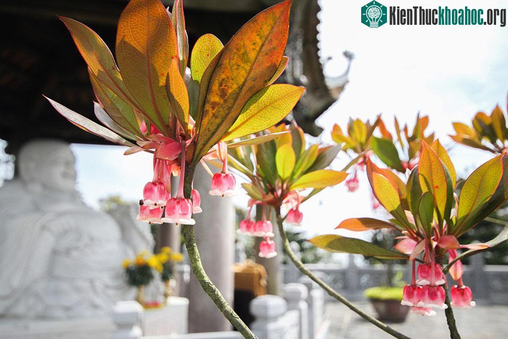 Thổ nhưỡng trên đỉnh Bà Nà đã giúp đào chuông phát triển tốt và trở thành một trong những biểu tượng đặc biệt của khu nghỉ dưỡng.