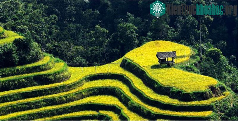 Người nông dân đã biến mình thành nghệ sĩ khi tạo nên một trái tim giữa núi rừng.