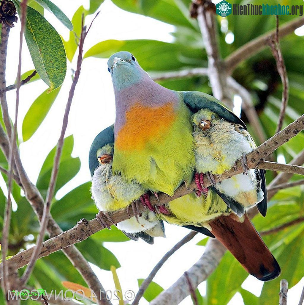 Dưới đôi cánh mẹ