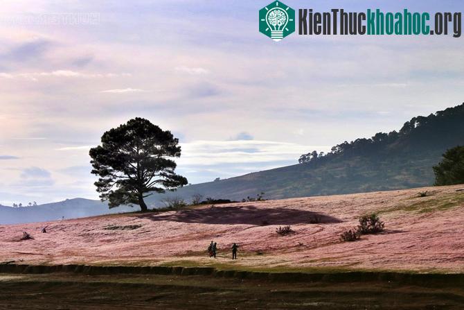 Đồi cỏ hồng thơ mộng ở Đà Lạt