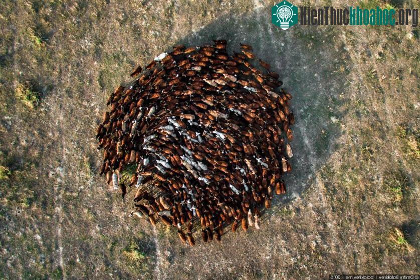 Bầy cừu quây tròn ở Kazakhstan.