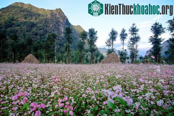 Hà Giang rực rỡ mùa hoa tam giác mạch