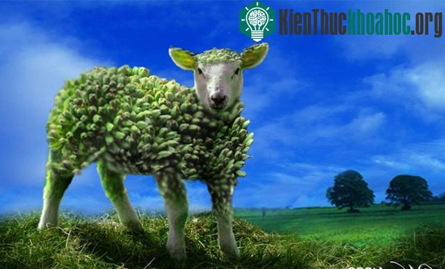 Những hình ảnh ngộ nghĩnh từ động vật và thực vật- ảnh 4