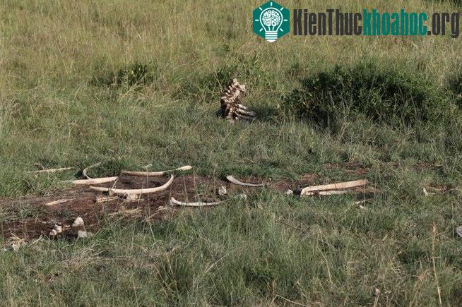 Cuộc chiến sinh tồn trên đồng cỏ Kenya- ảnh 4
