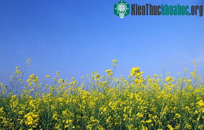 Những "mùa thu vàng" đẹp mê mẩn ở ngay Việt Nam