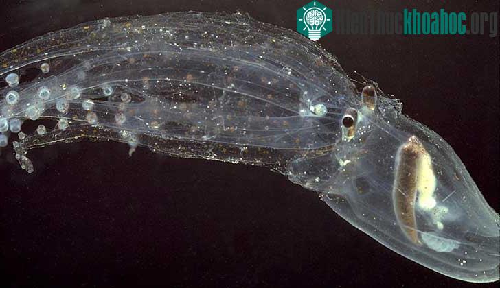 Những loài động vật trong suốt ấn tượng và bí ẩn nhất