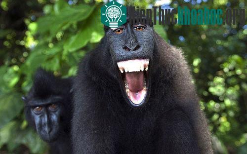 Khỉ (Macaca nigra) thích thú nhe răng trắng trước ống kính máy ảnh trong vườn quốc gia Tangkoko, Sulawesi, Indonesia.