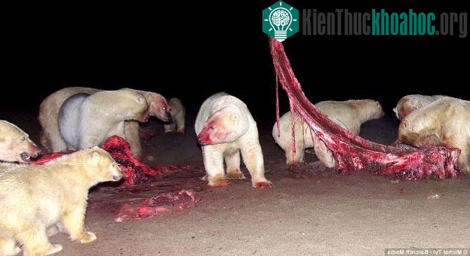 Tuy nhiên, khi gặp được nguồn thực phẩm dồi dào trong lúc đói bụng, những con gấu này dường như đã trở nên thân thiết hơn khi cùng chia nhau “xơi” con mồi.