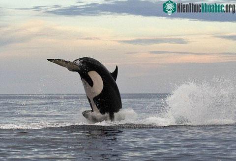 Phát hiện thấy con mồi, cá voi lao xuống xuống nước.