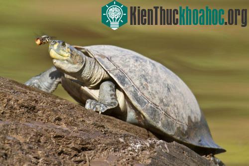 Không chỉ bướm, ong cũng bị những&nbsp;giọt lệ rùa thu hút. Tuy nhiên rùa có vẻ cảm thấy bị&nbsp;làm phiền nhiều hơn bởi tiếng vo vo phát ra từ cánh ong.