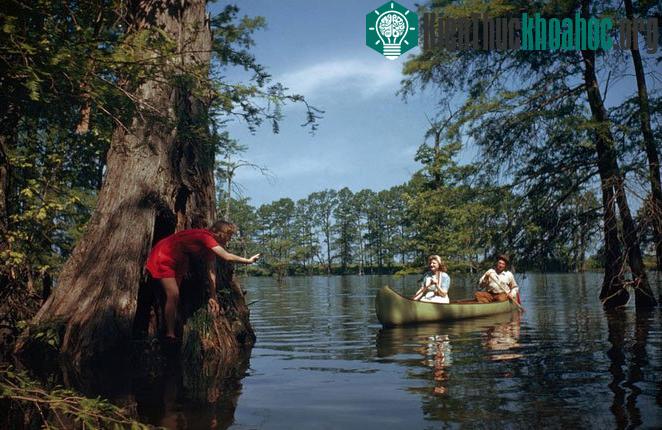 Hai người chèo cano đi về phía cô gái đang bám vào một cây bách khổng lồ ở Hồ Hill, Arkansas tháng 9/1946. (Ảnh: Willard Culver)