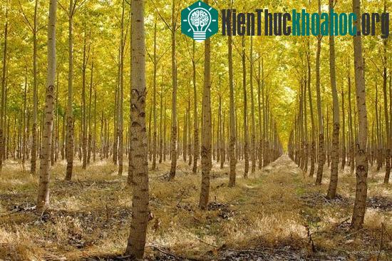 Trang trại được chia thành nhiều lô đất, trung bình mỗi lô có 600 cây dương.&nbsp;