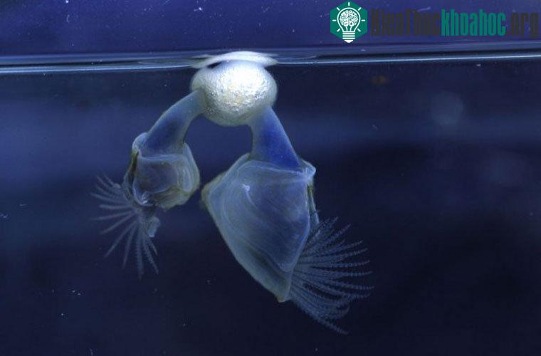 Hàu nổi. Đây là loài hàu duy nhất có khả năng tạo ra một chiếc phao cho bản thân. Chúng thường quấn với nhau tạo thành những mảng hàu nổi, và trở thành nơi cư ngụ của nhiều loài hàu khác.