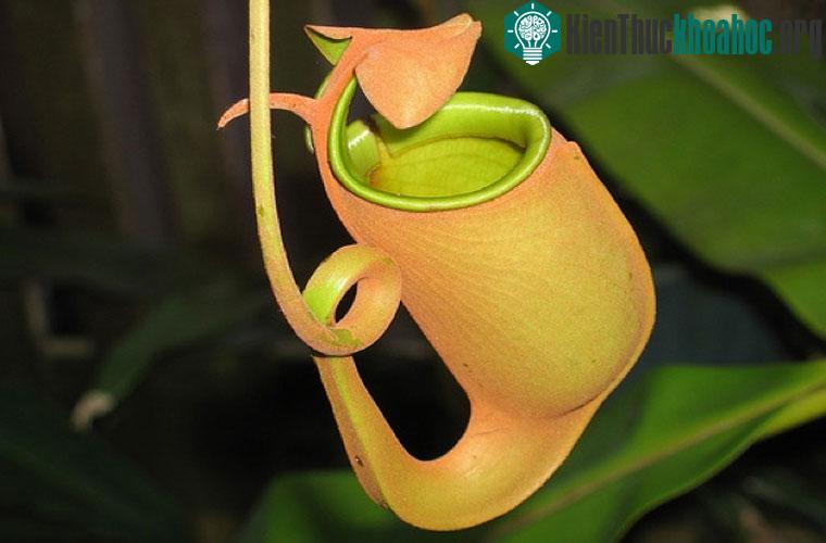 Cây bắt kiến. Giống những cây nắp lá khác, Nepenthes bicalcarate có những chiếc lá hình nắp, chứa đầy chất lỏng để dụ, giết và tiêu hóa côn trùng. Có điểm khác là thức ăn khoái khẩu của Nepenthes b...