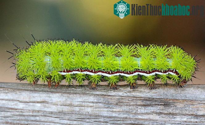 Chùm ảnh sâu "lột xác" thành bướm ngoạn mục