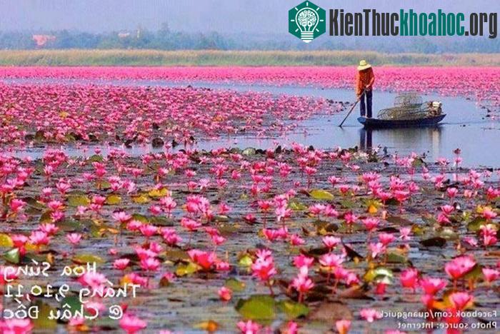 Hoa súng - Châu Đốc