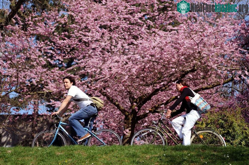 Những bức ảnh hoa anh đào khiến bạn muốn tới Nhật Bản ngay lập tức ảnh 31