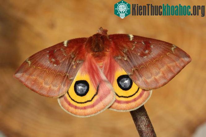 Bướm đêm Spotted Apatelodes