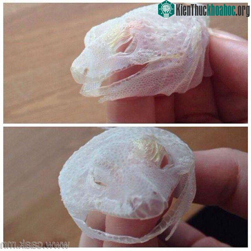 Thằng lằn lột toạn bộ da trên khuôn mặt của nó