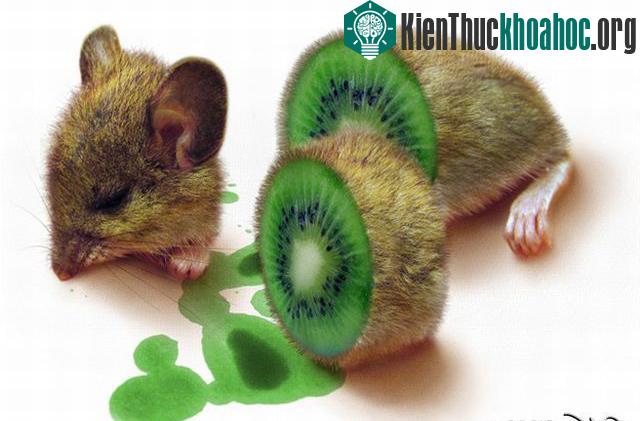 Những hình ảnh ngộ nghĩnh từ động vật và thực vật- ảnh 32