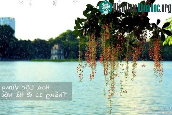 Hoa lộc vừng - Hà Nội