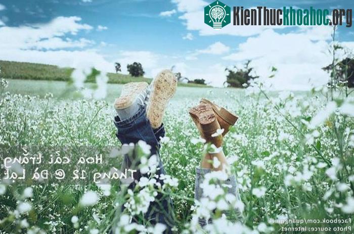 "Nằm cách Đà Lạt khoảng 35km, thuộc địa phận xã Tu Tra huyện Đơn Dương. Khi mùa hoa dã quỳ khép lại cũng là lúc mùa hoa cải trắng bắt đầu nở rộ, ...