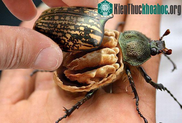 Những hình ảnh ngộ nghĩnh từ động vật và thực vật- ảnh 34