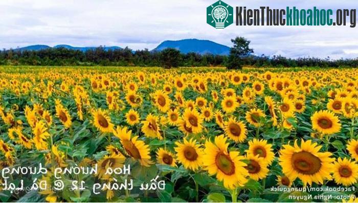 Hoa hướng dương - Đà Lạt