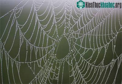 Sự kỳ diệu của mạng nhện trong tự nhiên