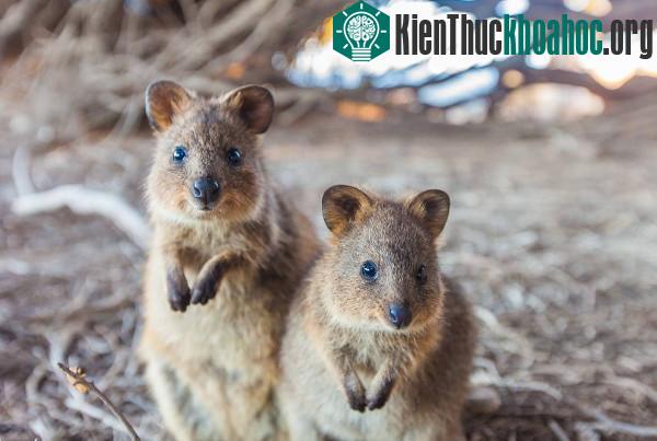 Miền tây hoang dã tuyệt đẹp của Australia- ảnh 5