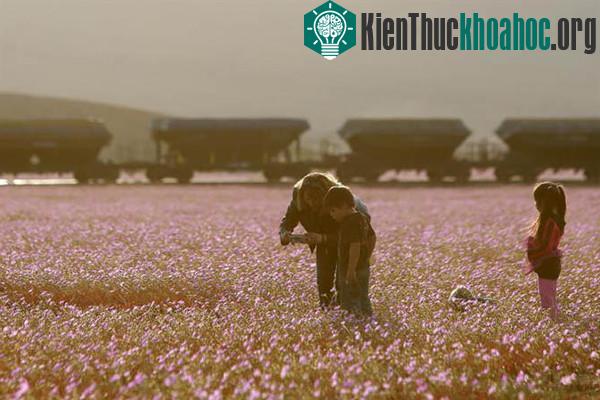 Sa mạc khô cằn "sống dậy" phủ đầy hoa hồng
