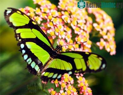 Những loài bướm xinh đẹp