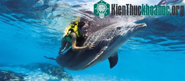 Davide Ceci, 14 tuổi, ngã khỏi tàu ngoài khơi Đông Nam nước Ý. Cậu không biết bơi và đã suýt chết đuối nếu không có chú cá heo Filippo tới giải cứu. Trong khi ông bố Emanuele Ceci vẫn chưa biết con...