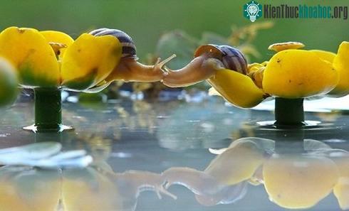 Những màn "khóa môi" nóng bỏng của động vật (Phần 2)- ảnh 5