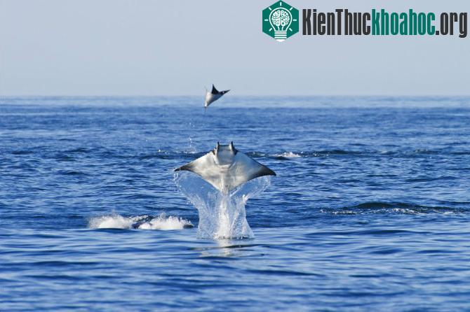 Những bức ảnh thú vị ghi lại cảnh cá đuối bay lên không trung