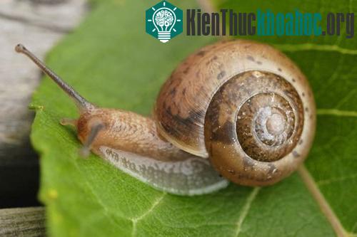 Bất ngờ với những tỷ lệ vàng trong tự nhiên