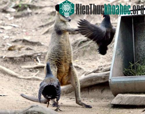Chùm ảnh: Cuộc đấu sống còn của động vật hoang dã