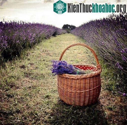 Nơi đây cũng trồng rất nhiều hoa oải hương.