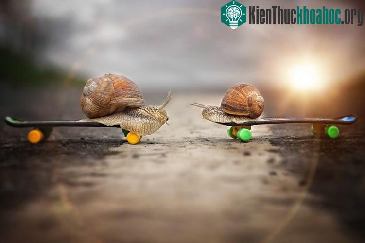 Ngắm chùm ảnh đẹp như thiên thần của ốc sên
