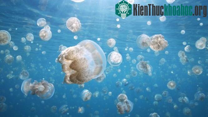 Cuộc di cư của sứa vàng ở Palau