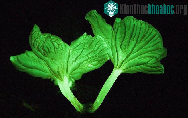 Hầu hết các loài nấm này đều phát ra thứ ánh sáng xanh lục pha vàng.
