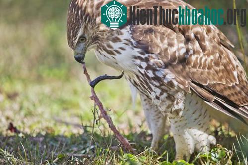 Chim ưng biển xẻ thịt một con rắn cạnh đường giao thông ở Orange Beach, Alabama, Mỹ.