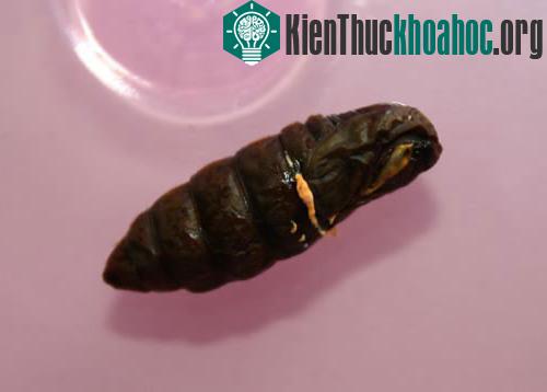Cận cảnh đông trùng hạ thảo 7 triệu đồng/kg của Việt Nam