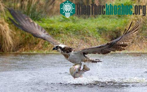 Chim ưng cắp một con cá hồi cầu vồng khỏi mặt nước ở Aviemore, Scotland.