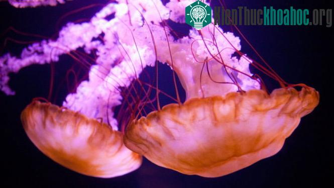 Đẹp lung linh vương quốc sứa