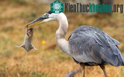 Chuột nhỏ cố gắng thoát khỏi mỏ của chim diệc đói ở Point Reyes, California, Mỹ.